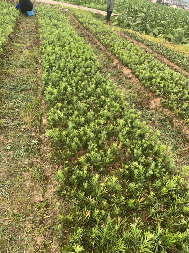 小苗罗汉松2年小苗中叶会结罗汉果大量有需要联系