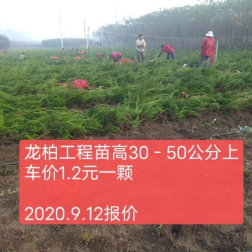 龙柏高度30-50公分左右工程苗上车价0.9元一颗！！