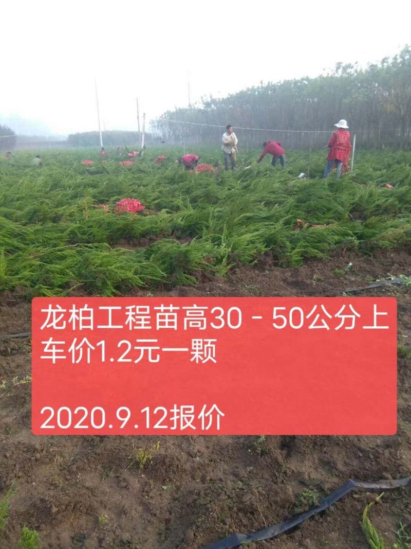 龙柏高度30-50公分左右工程苗上车价0.9元一颗！！