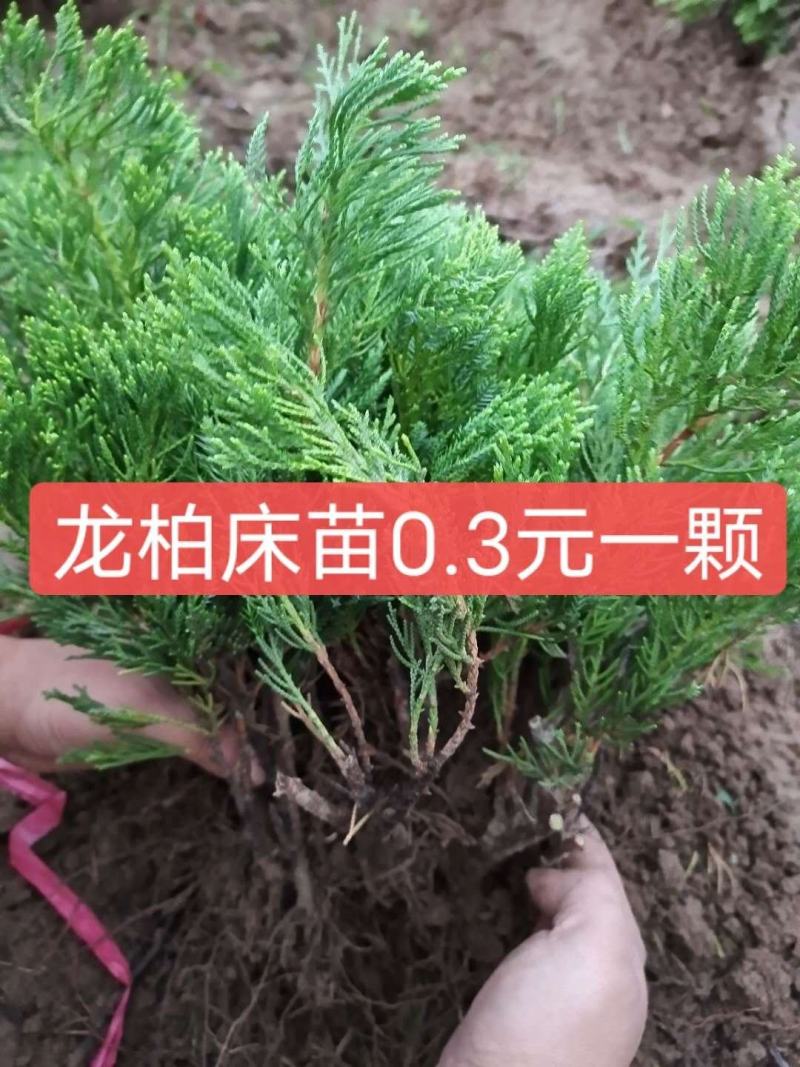 龙柏高度30-50公分左右工程苗上车价0.9元一颗！！