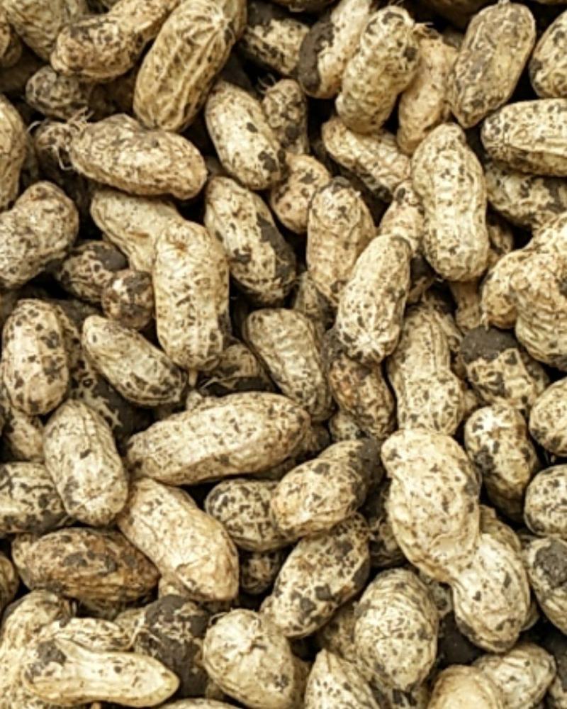新鲜花生颗粒饱满新鲜采摘鲜货现发