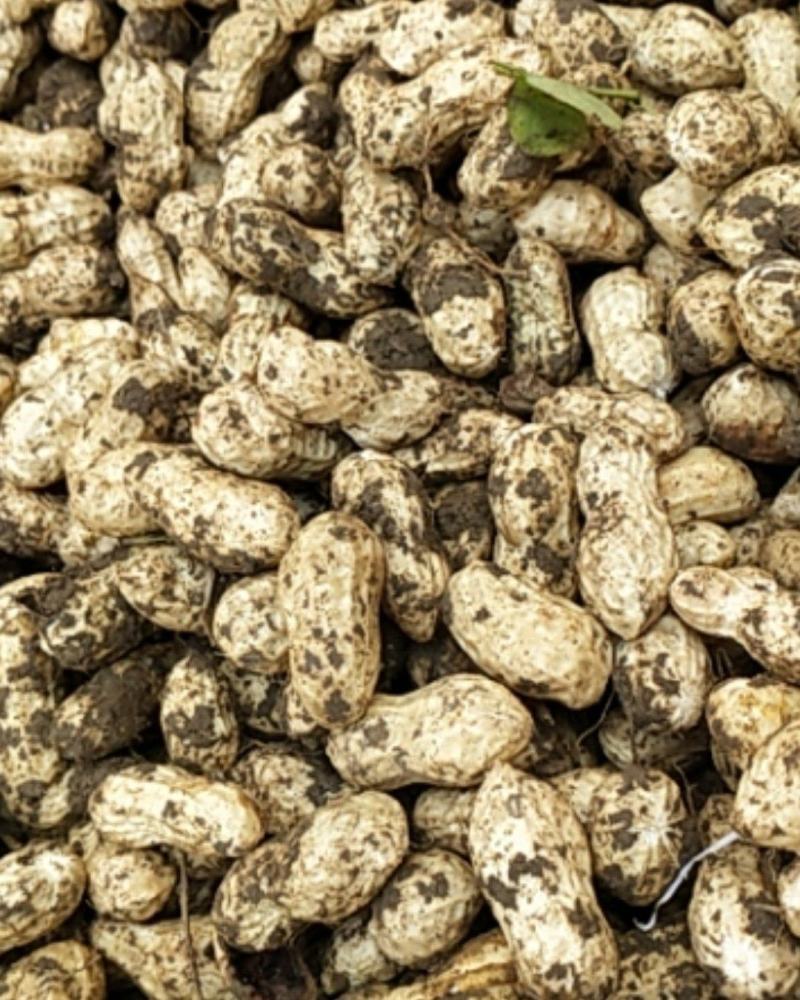 新鲜花生颗粒饱满新鲜采摘鲜货现发