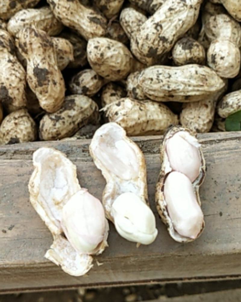 新鲜花生颗粒饱满新鲜采摘鲜货现发