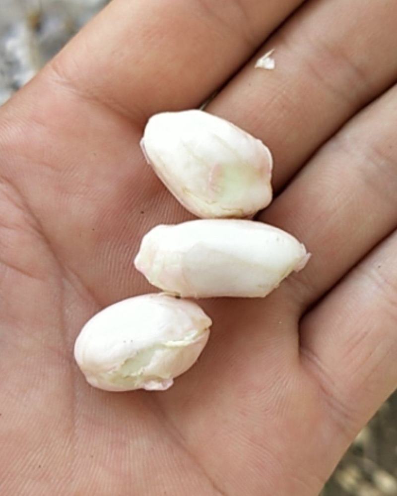 新鲜花生颗粒饱满新鲜采摘鲜货现发