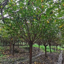 基地直销各规格樱花，质量好，价格优，欢迎来挑来选