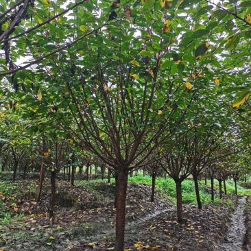 基地直销各规格樱花，质量好，价格优，欢迎来挑来选