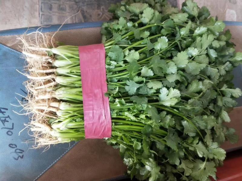 精品香菜25-30公分左右，根肥叶大叶片发亮地头装货，