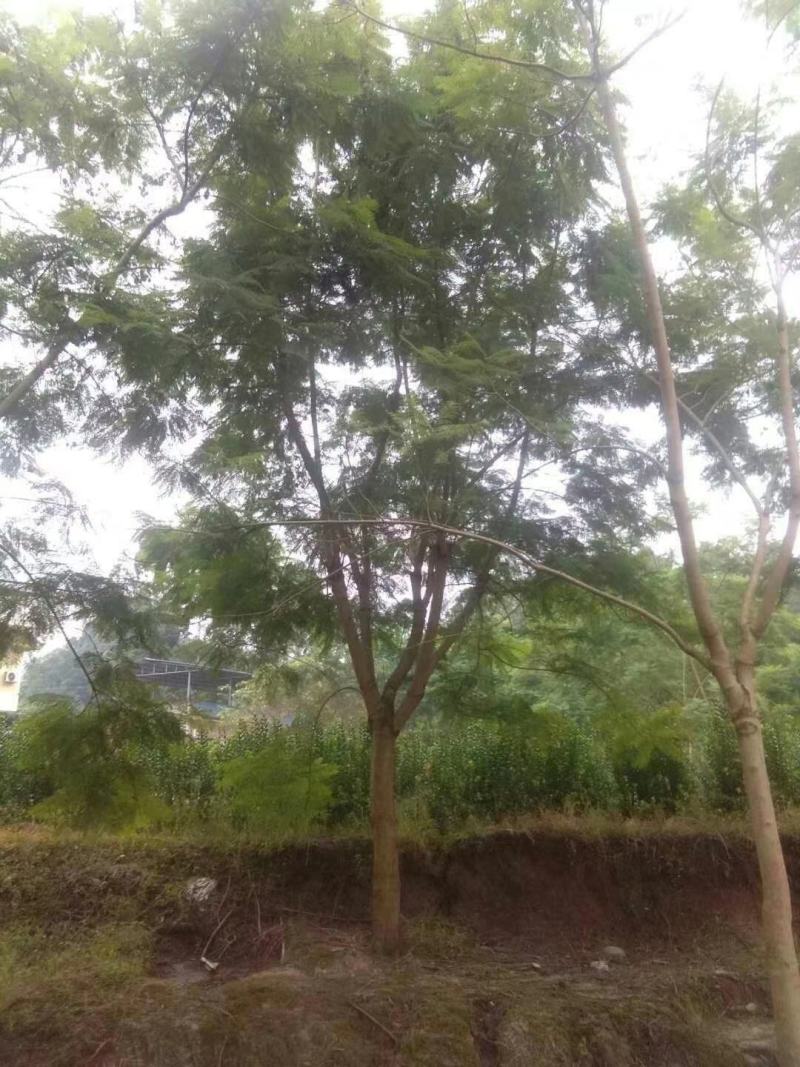苗圃直供精品蓝花楹，规格齐全，数量多，欢迎选购