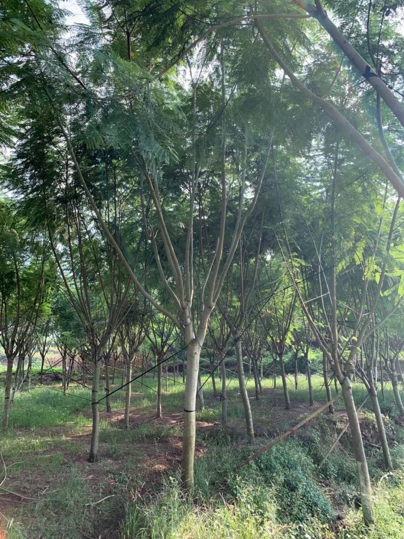 苗圃直供精品蓝花楹，规格齐全，数量多，欢迎选购