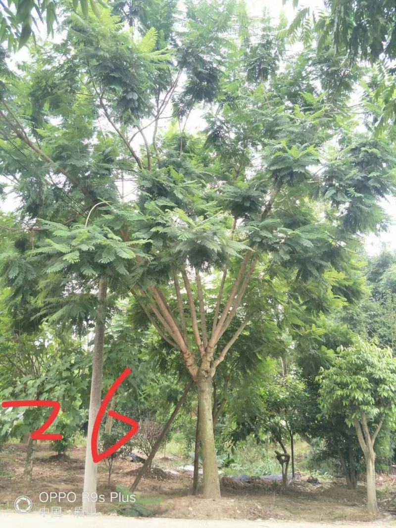 苗圃直供精品蓝花楹，规格齐全，数量多，欢迎选购