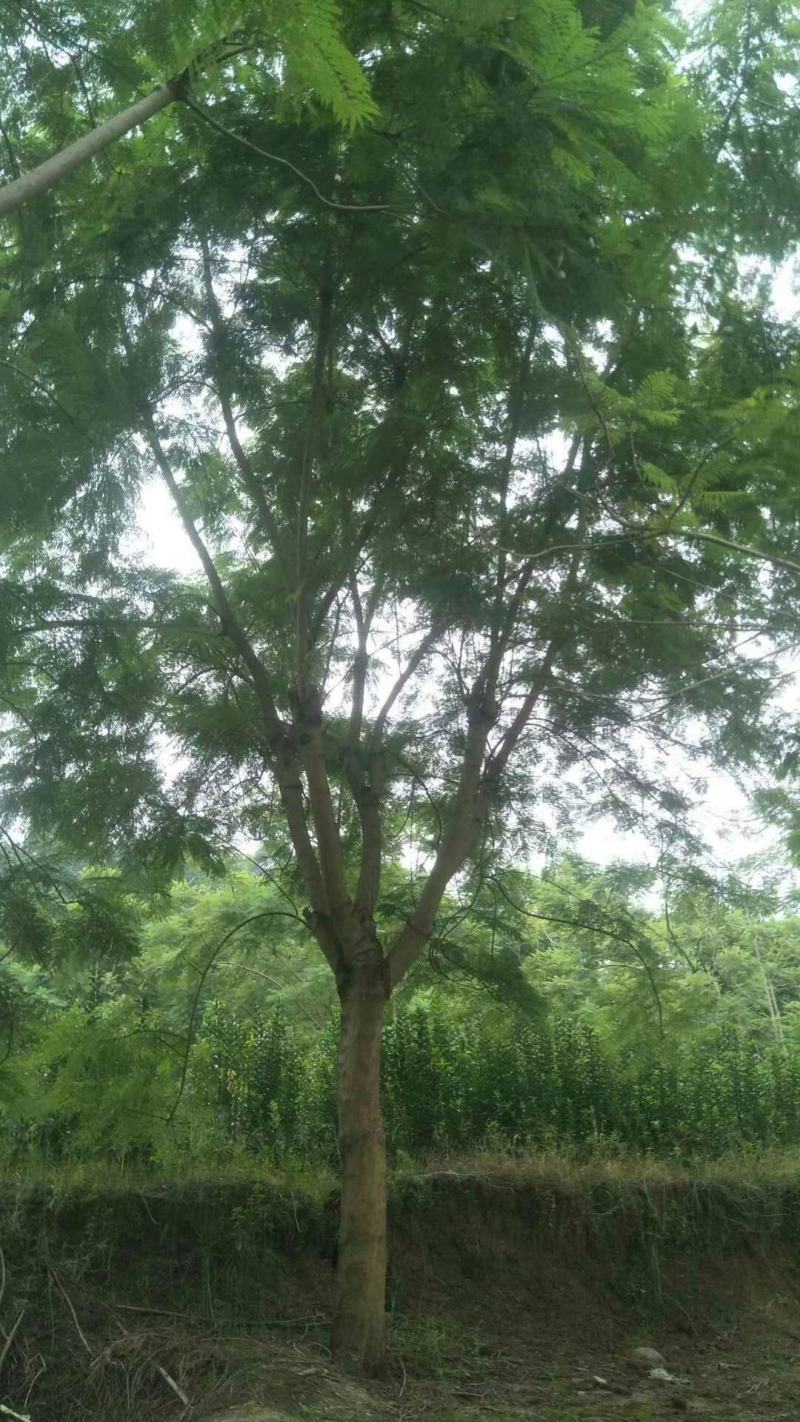 苗圃直供精品蓝花楹，规格齐全，数量多，欢迎选购