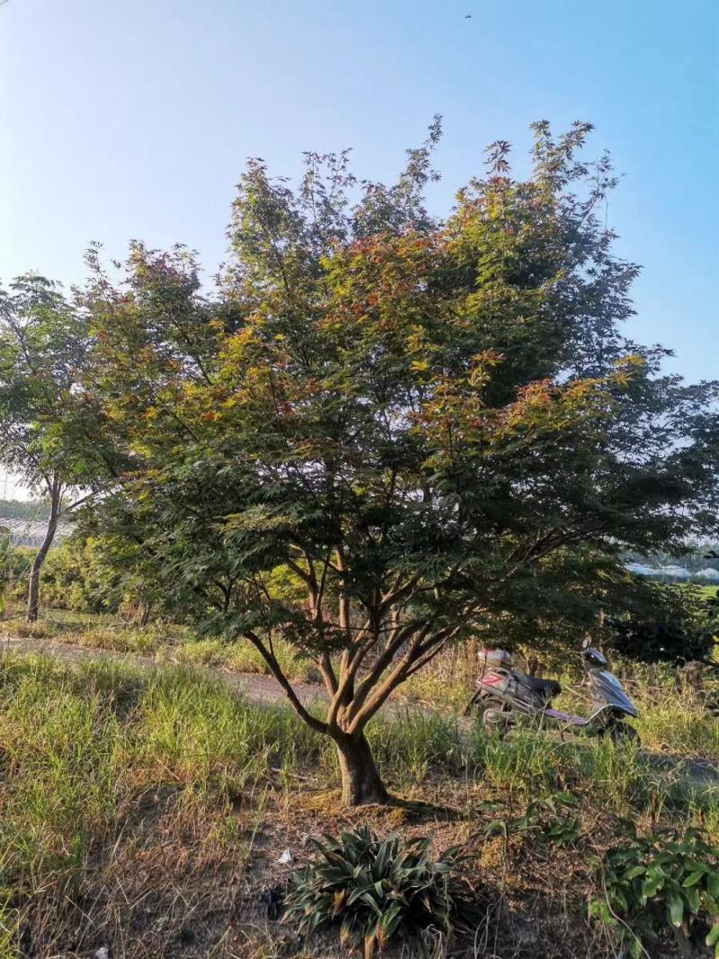 苗圃直供现货精品红枫，大小都有，欢迎来电咨询