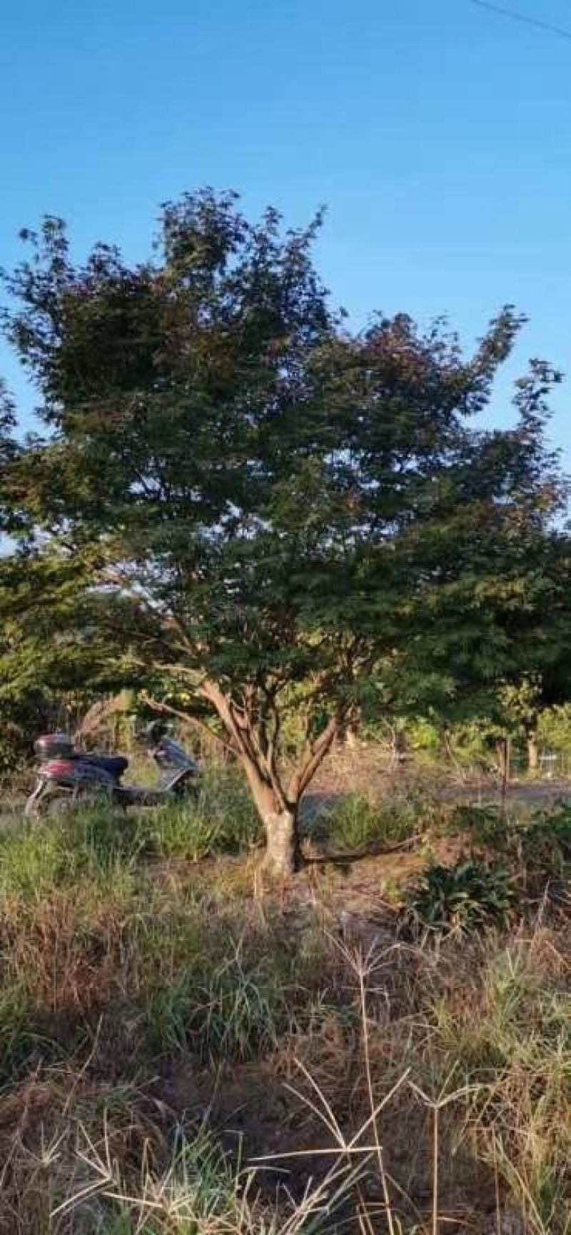苗圃直供现货精品红枫，大小都有，欢迎来电咨询