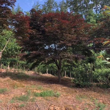 苗圃直供现货精品红枫，大小都有，欢迎来电咨询