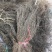 野生百花蛇舌草干货10元一斤