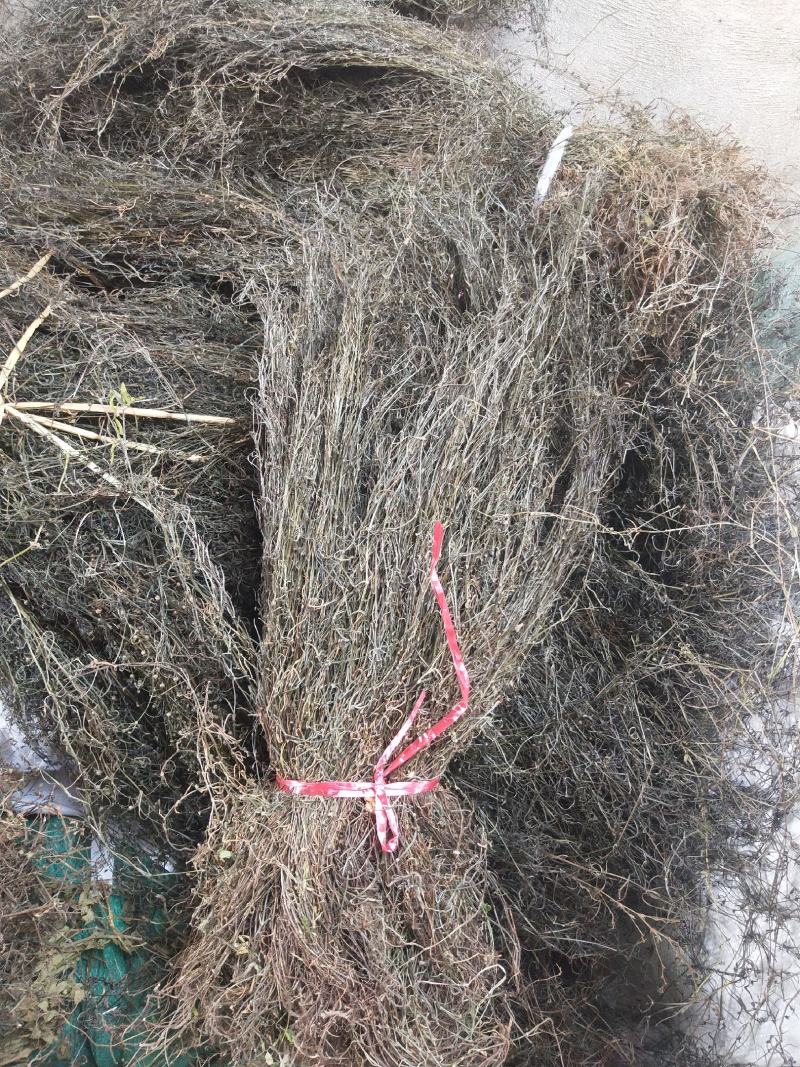 野生百花蛇舌草干货10元一斤