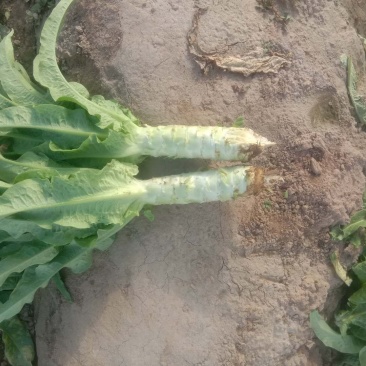 【荐】甘肃白银小尖叶莴笋，皮薄肉青叶子绿质量保证欢迎选购