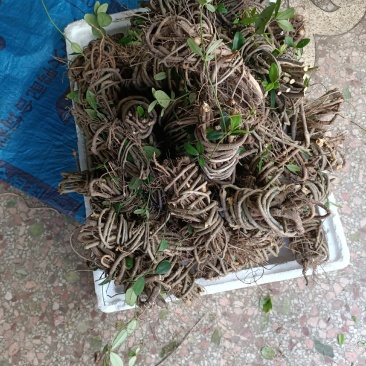 包邮满山香，香藤根干货，鲜货都有，，干货要提前预订