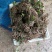 包邮满山香，香藤根干货，鲜货都有，，干货要提前预订