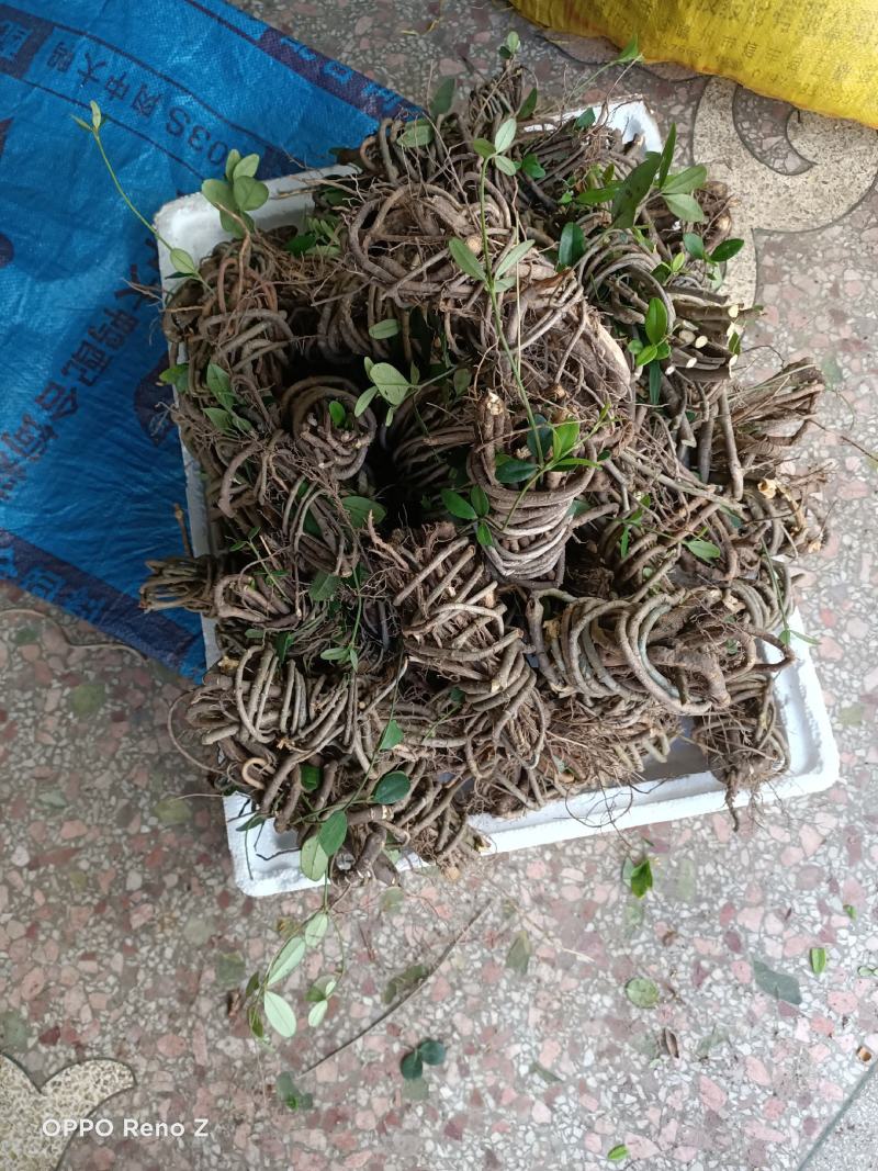 包邮满山香，香藤根干货，鲜货都有，，干货要提前预订