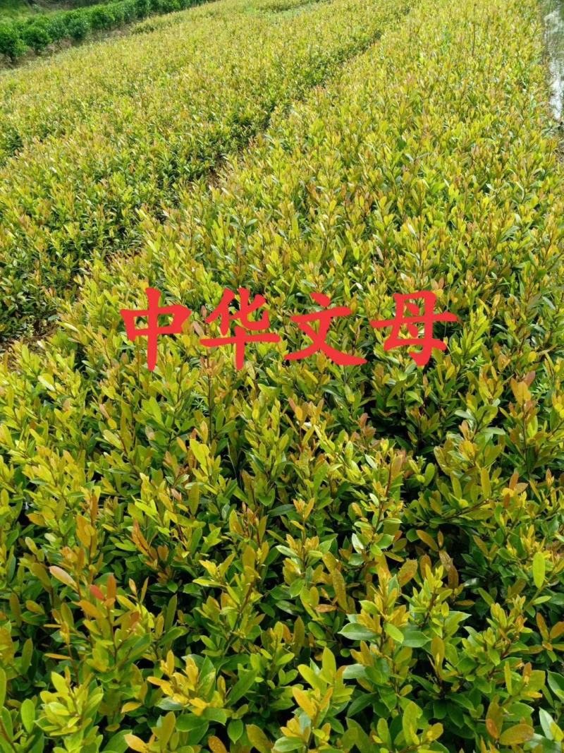 基地直销小叶蚊母小苗中华文木工程色块苗批发庭院别墅绿化