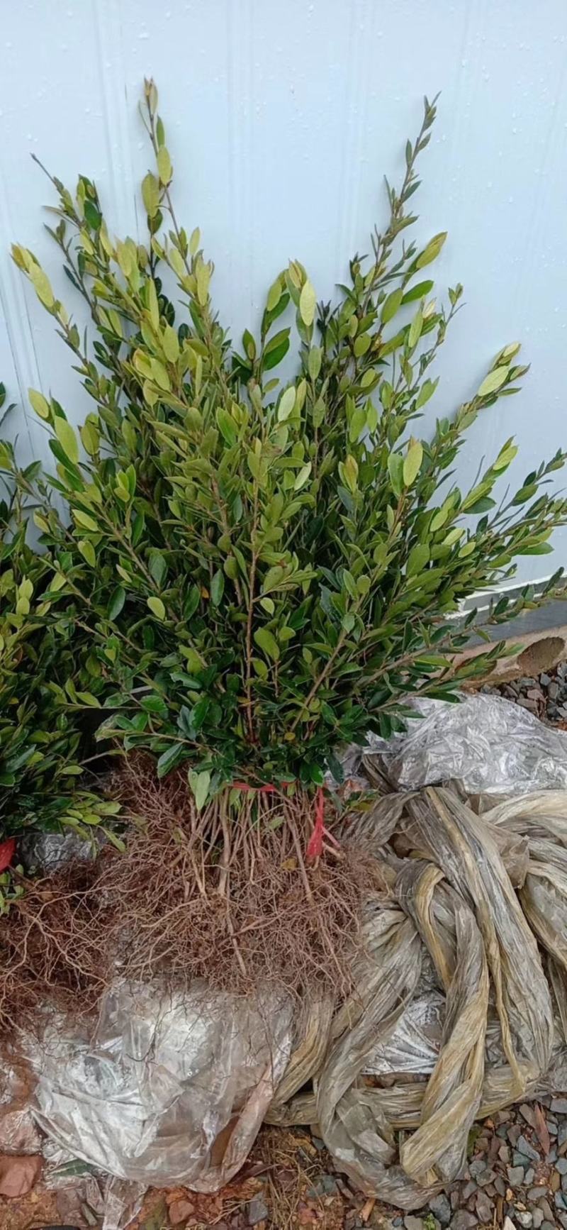 基地直销小叶蚊母小苗中华文木工程色块苗批发庭院别墅绿化