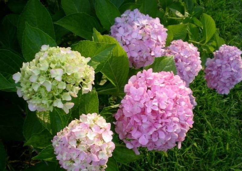 云南昆明斗南精品种苗绣球种苗，又名八仙花
