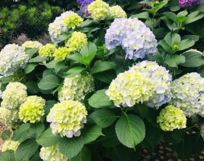 云南昆明斗南精品种苗绣球种苗，又名八仙花