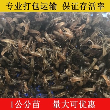 小龙虾苗淡水养殖提供技术成活率高，品种优质有保证