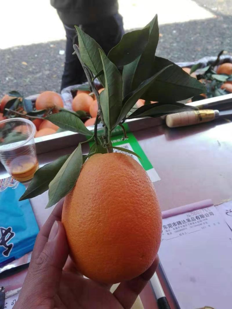 东莞下桥水果市场代卖橙子