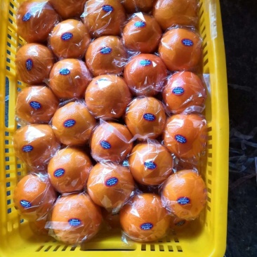 东莞下桥水果市场代卖橙子