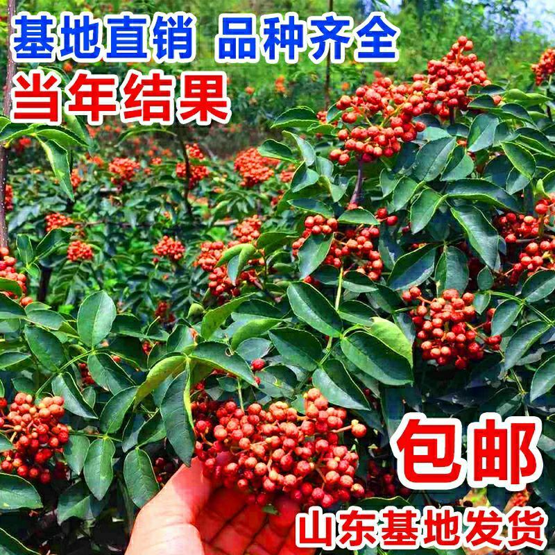 食用花椒苗大红袍花椒树麻椒树苗花椒苗花椒南方北方种植