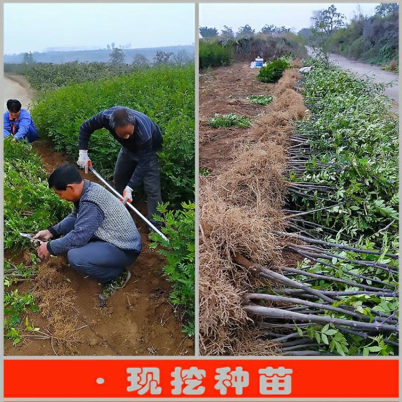 食用花椒苗大红袍花椒树麻椒树苗花椒苗花椒南方北方种植