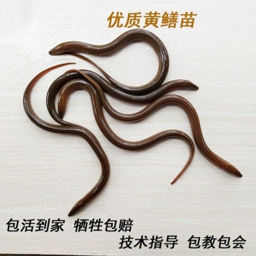 鲜活鳝鱼苗正大9号，抗病好易成活提供技术支持送货上门