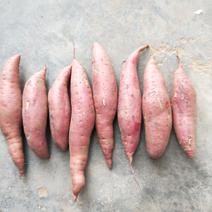 大量供应西瓜红红薯，热销中，条形好规格齐全常年供应量大