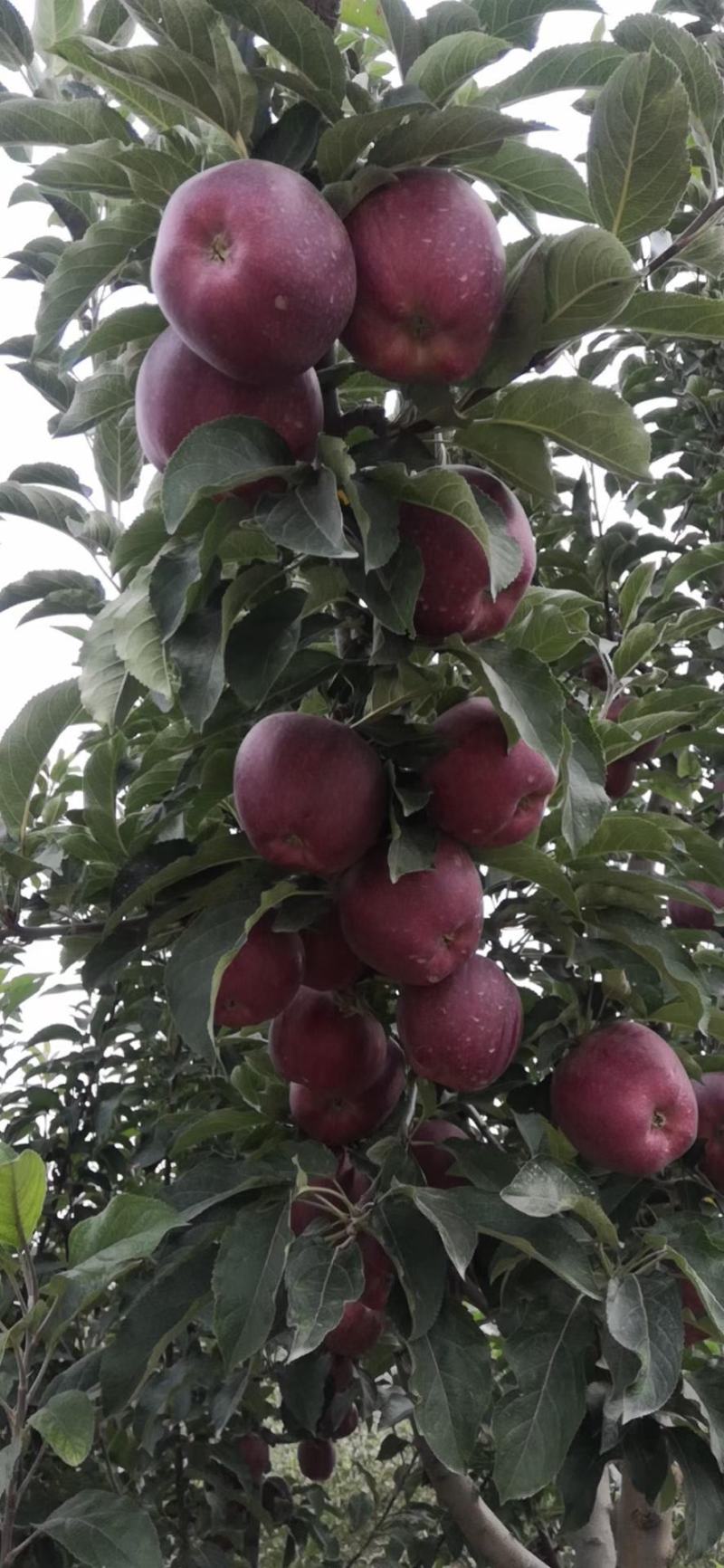 甘肃省白银市新品种红星花牛苹果大量上市，全国代办代发
