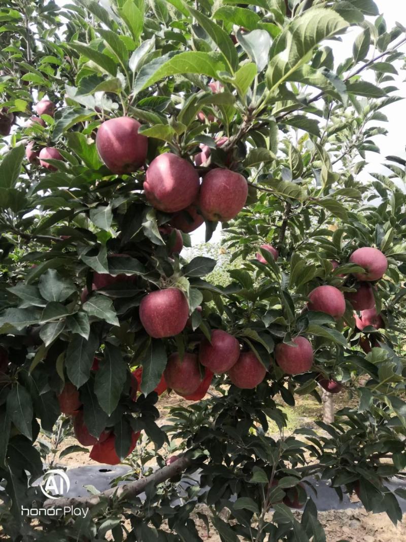 甘肃省白银市新品种红星花牛苹果大量上市，全国代办代发