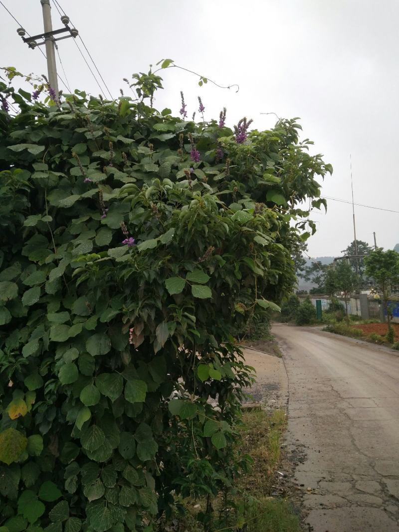 有大量的大葛花和小葛花出售