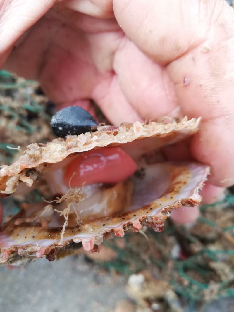 出售山东荣成扇贝现捞现卖自家养殖量大可优惠顺风车物流发货