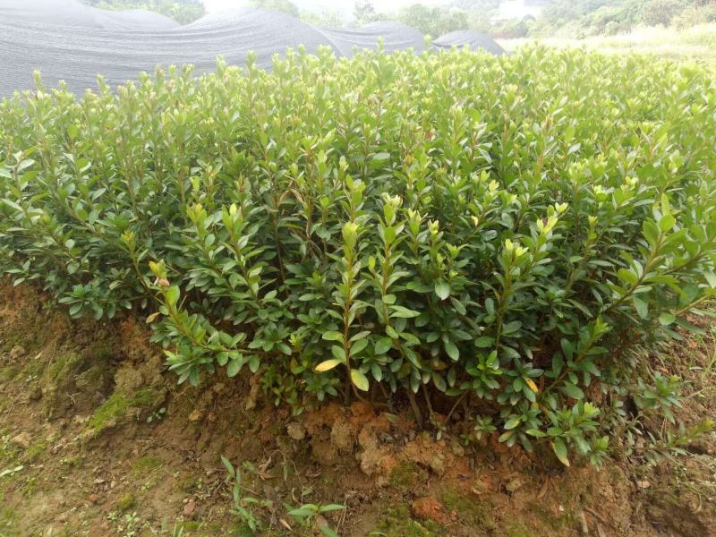 夏娟映山红苗庭院绿化苗木四季常青庭院花园植物花灌木绿化苗