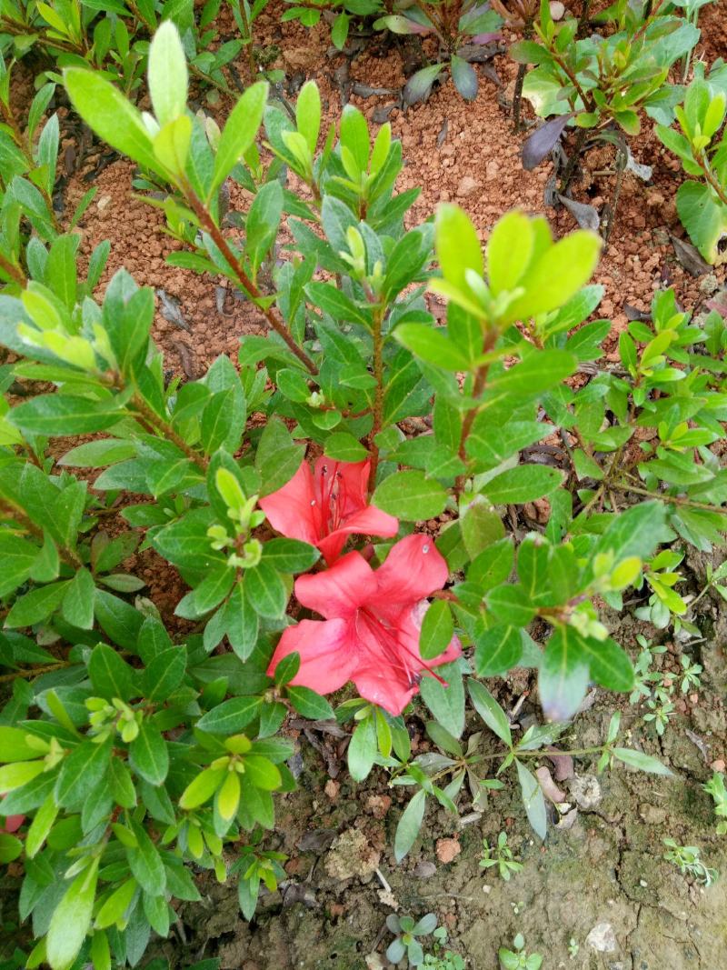 夏娟映山红苗庭院绿化苗木四季常青庭院花园植物花灌木绿化苗