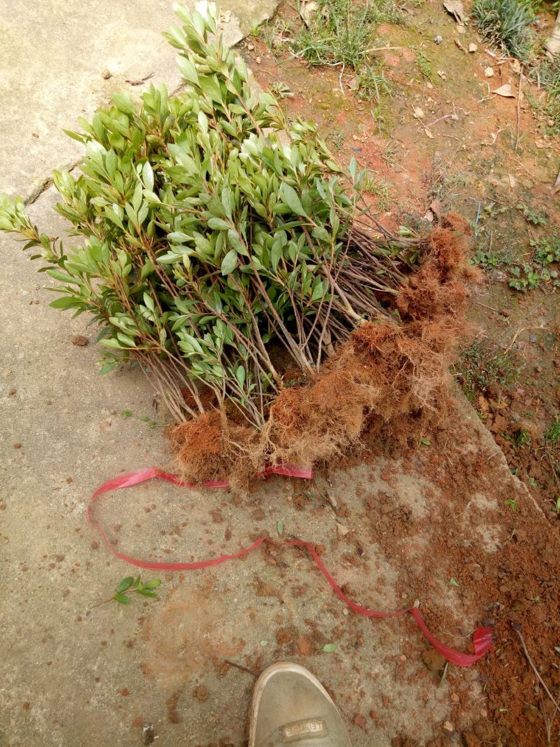 夏娟映山红苗庭院绿化苗木四季常青庭院花园植物花灌木绿化苗