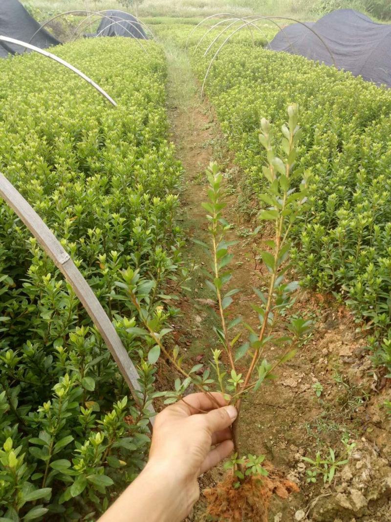 夏娟映山红苗庭院绿化苗木四季常青庭院花园植物花灌木绿化苗