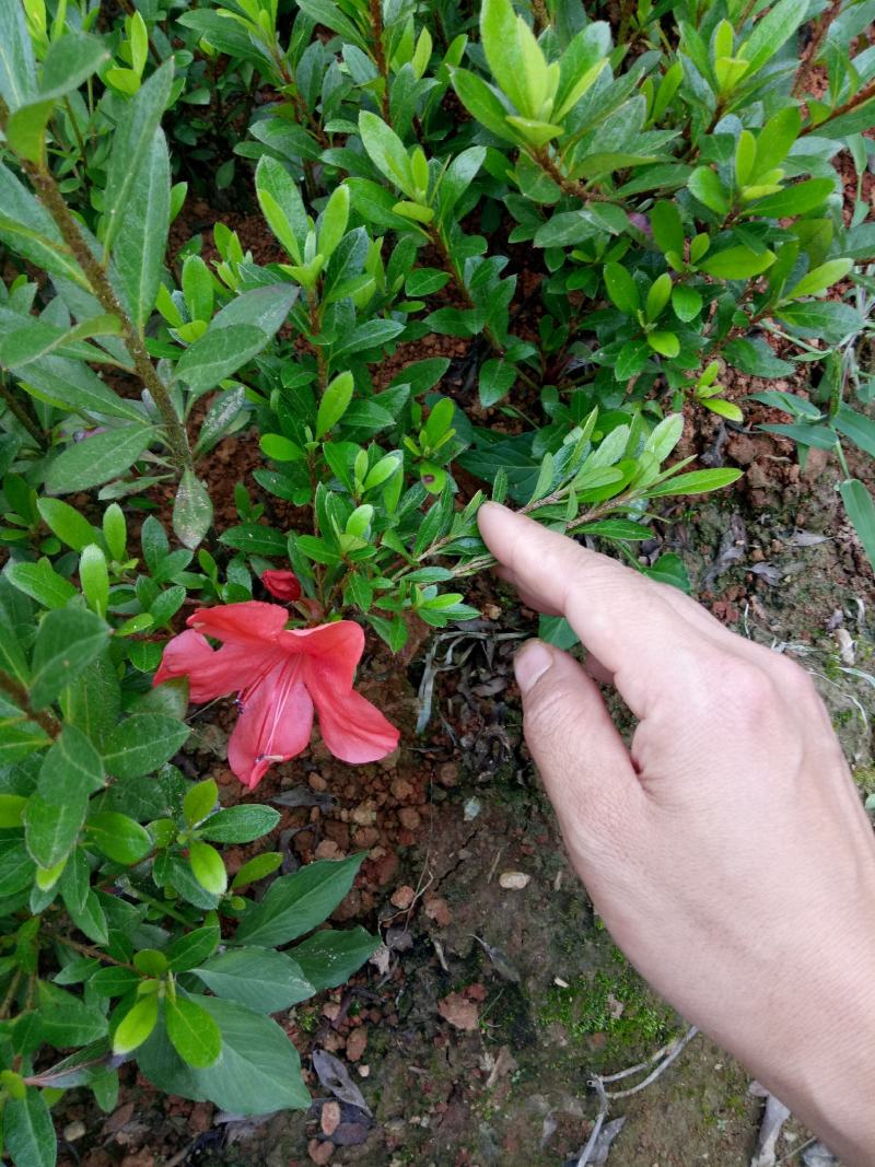 夏娟映山红苗庭院绿化苗木四季常青庭院花园植物花灌木绿化苗