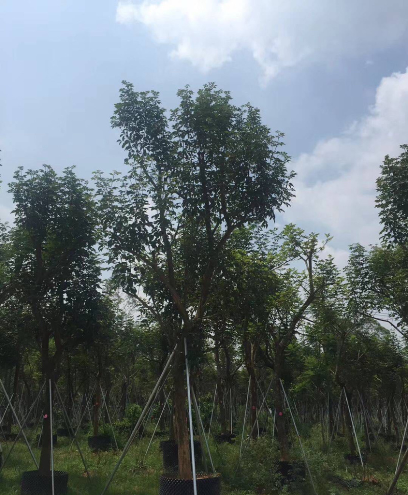 福建批发黄花风铃木黄花风铃木价格多花风铃木基地