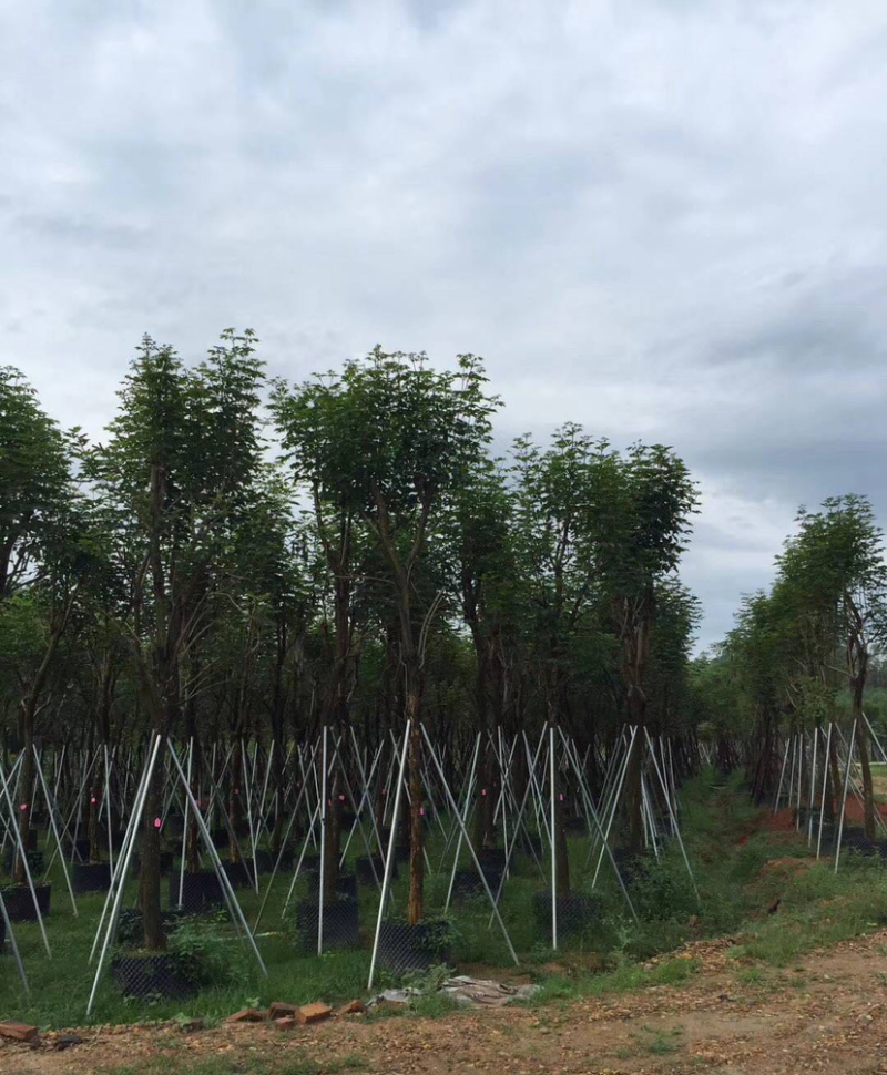 福建批发黄花风铃木黄花风铃木价格多花风铃木基地