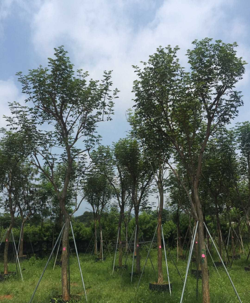 福建批发黄花风铃木黄花风铃木价格多花风铃木基地