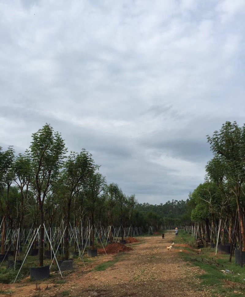 福建批发黄花风铃木黄花风铃木价格多花风铃木基地