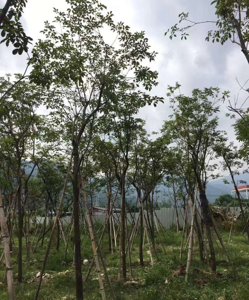 福建批发黄花风铃木黄花风铃木价格多花风铃木基地