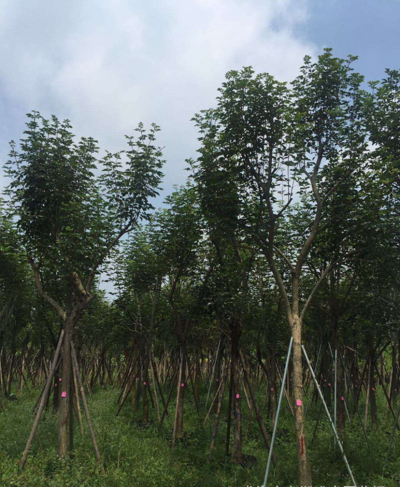 福建批发黄花风铃木黄花风铃木价格多花风铃木基地